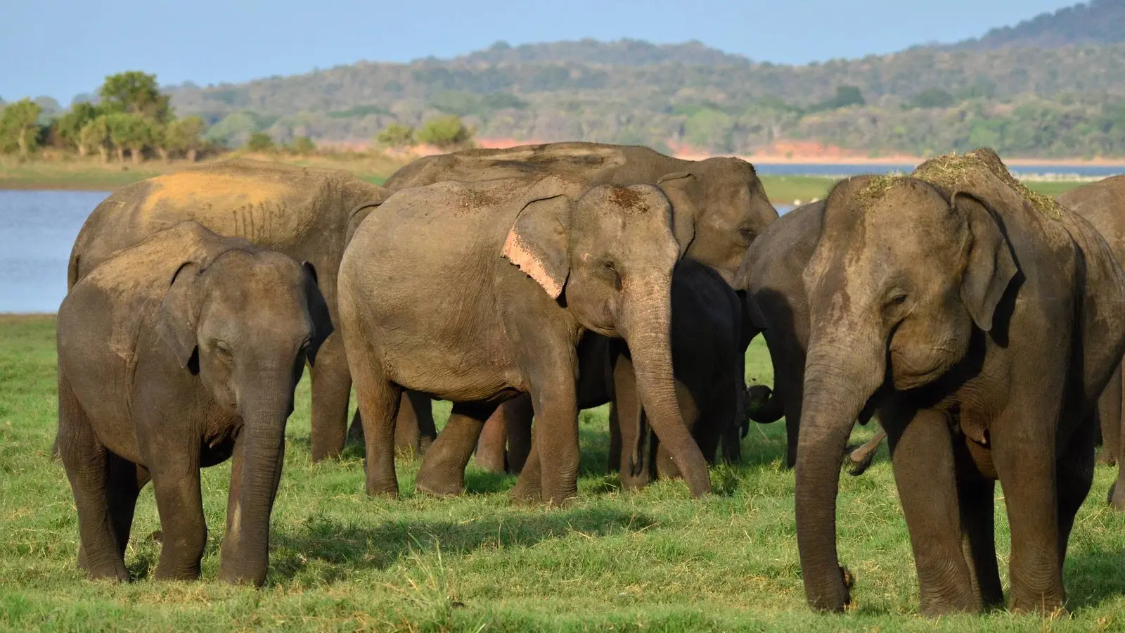 Elephants seen during a family journey in Sri Lanka