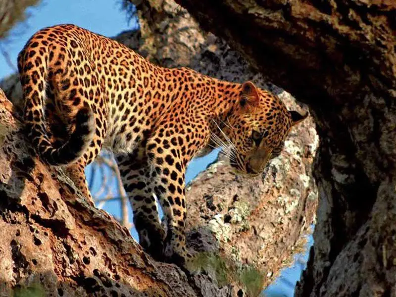 Leopard country in Wild Sri Lanka